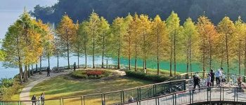 向山落羽松