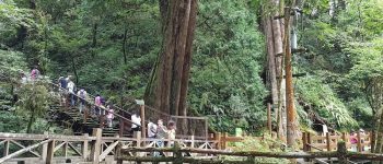 拉拉山神木群步道
