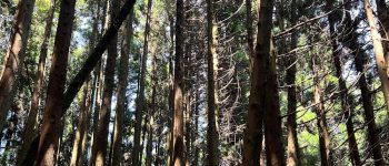 檜山巨木群步道
