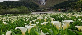 竹子湖
