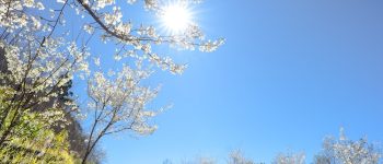 阿里山福爾摩沙白櫻